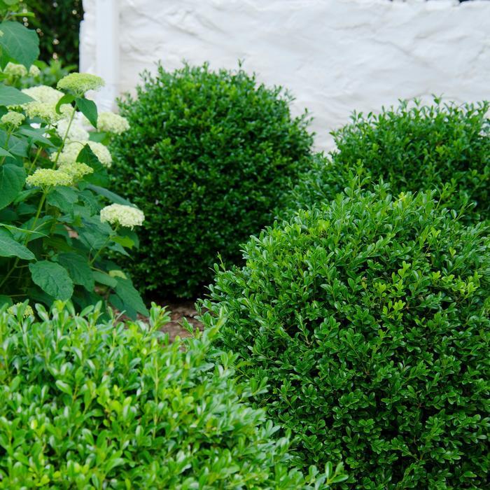 Buxus NewGen® Independence&reg;
