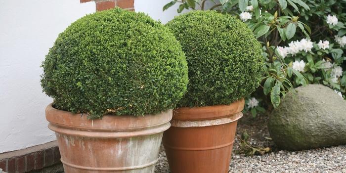 Buxus microphylla Sprinter