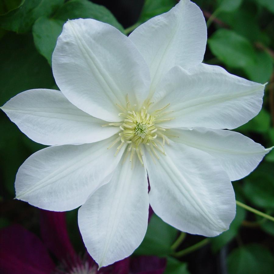 Clematis Candida