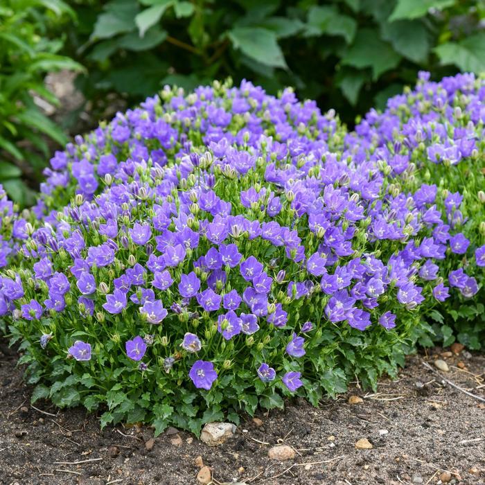 Campanula carpatica Mini Marvels™ Midnight PPAF