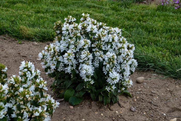Campanula glomerata Angel Bells PP31465