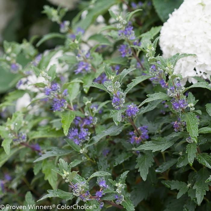 Caryopteris x clandonensis Beyond Midnight® PP27426