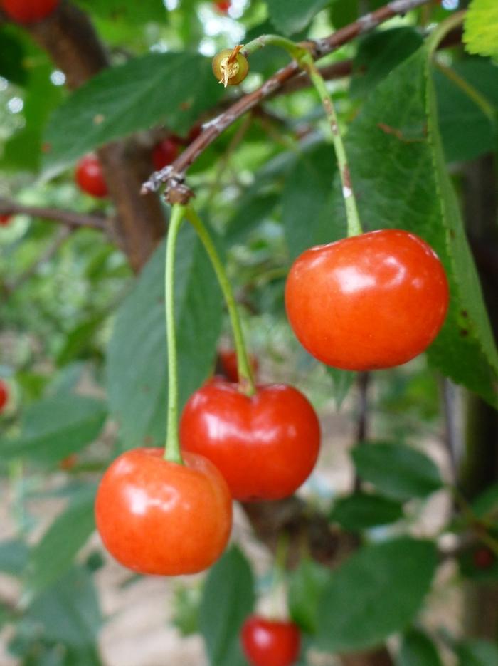 Cherry Semi-Dwarf Montmorency (sour)
