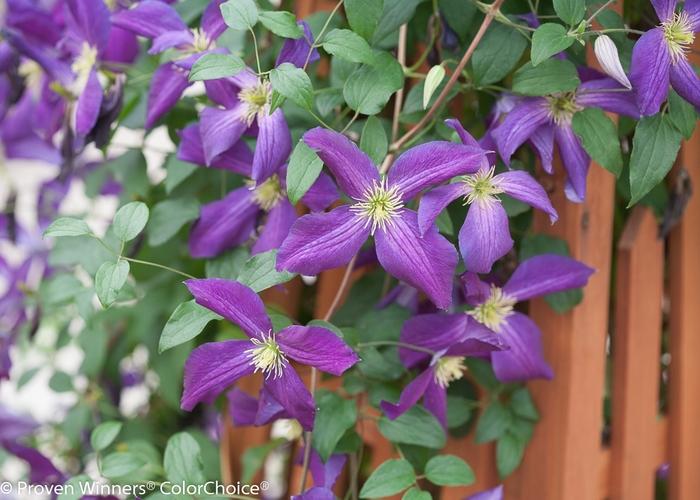 Clematis Happy Jack® Purple