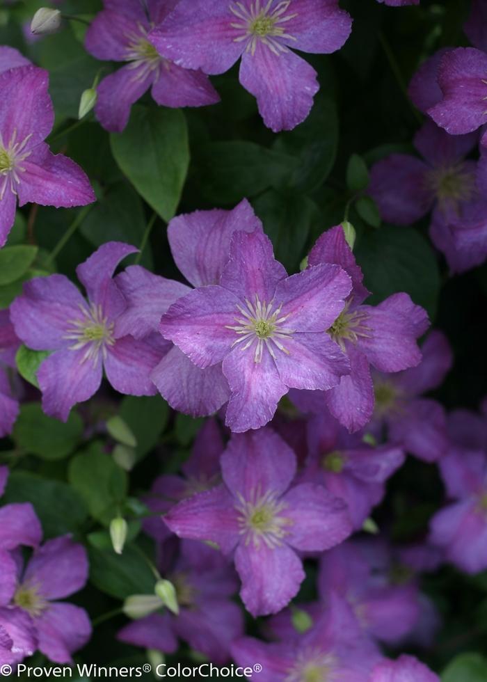 Clematis Jolly Good™