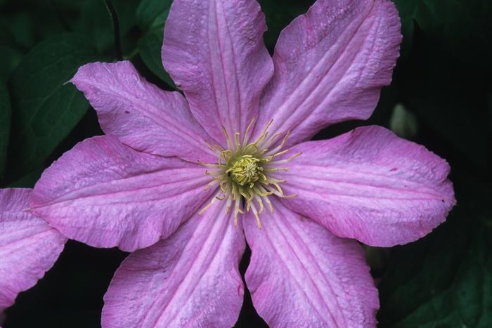 Clematis x Comtesse de Bouchard