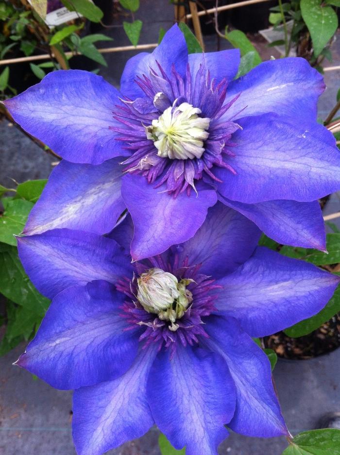 Clematis Multi Blue