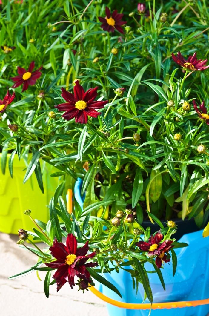 Coreopsis Big Bang™ Mercury Rising PP24689