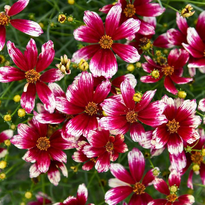 Coreopsis Designer Threads® Heartstrings