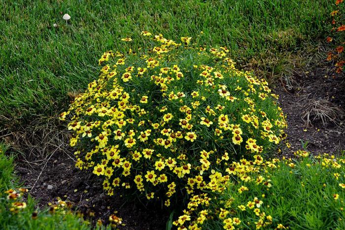 Coreopsis Sizzle & Spice® Sassy Saffron