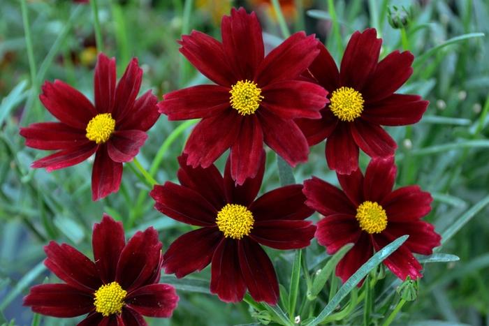 Coreopsis Li'l Bang™ Red Elf PP27918