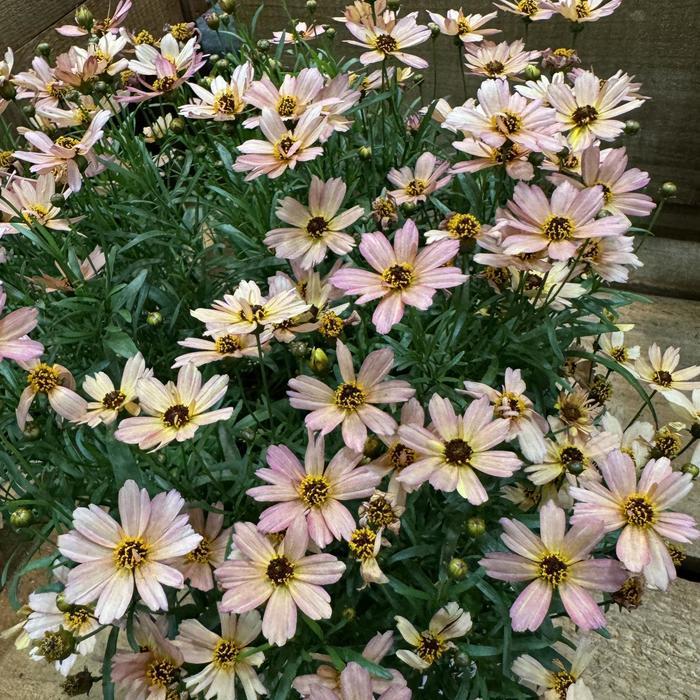 Coreopsis Nova® Sunstone