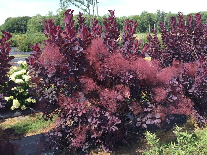Cotinus coggygria Winecraft Black® PP30216
