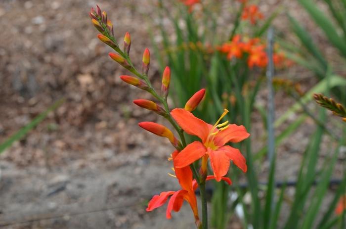 Crocosmia Sharona