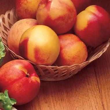 Nectarine Semi-Dwarf Hardired