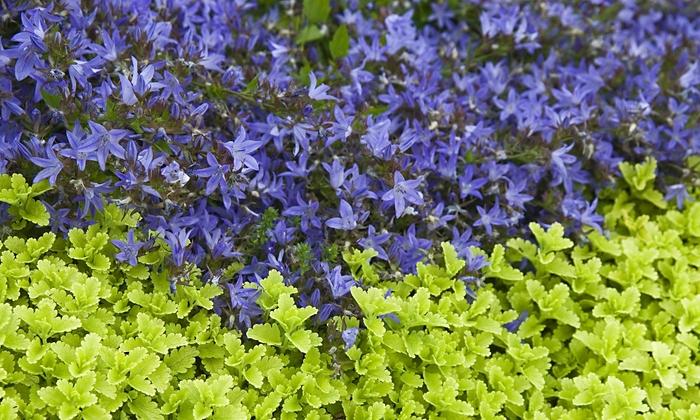 Campanula poscharskyana Blue Waterfall