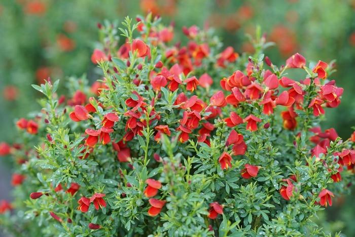 Cytisus scoparius Sister Redhead® PP30214