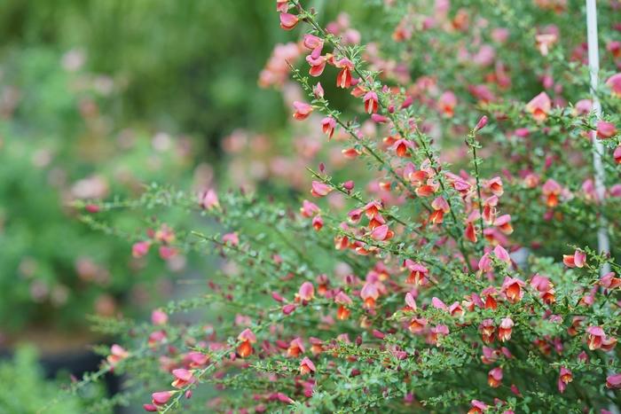 Cytisus scoparius Sister Rosie® PP30176