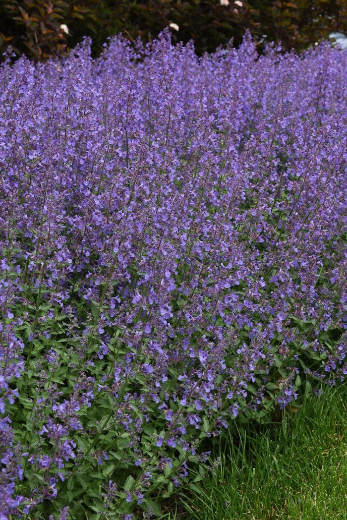 Nepeta x faassenii Junior Walker™ PP23074