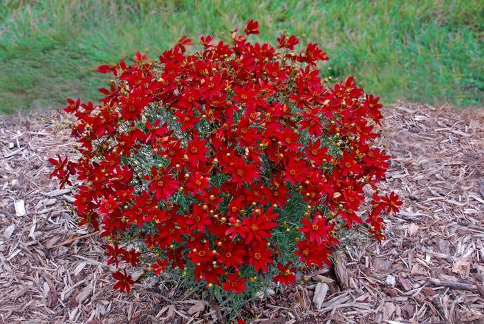 Coreopsis Sizzle & Spice® Hot Paprika PP28522