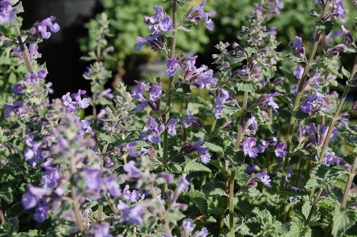 Nepeta x faassenii Walker's Low