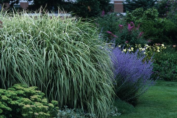 Miscanthus sinensis Variegata