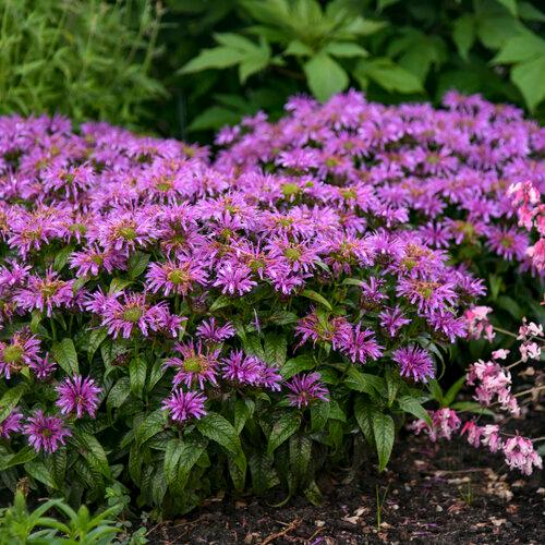 Monarda Leading Lady® Amethyst