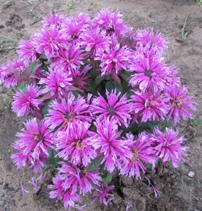 Monarda Leading Lady® Orchid