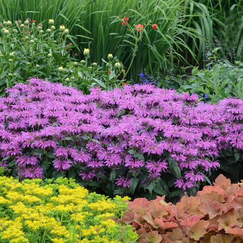 Monarda Leading Lady® Plum