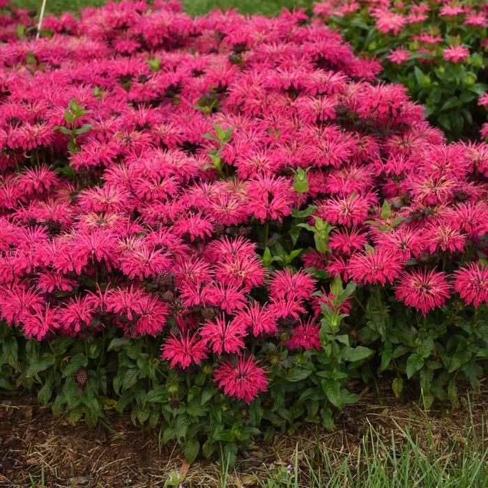 Monarda Leading Lady® Razzberry