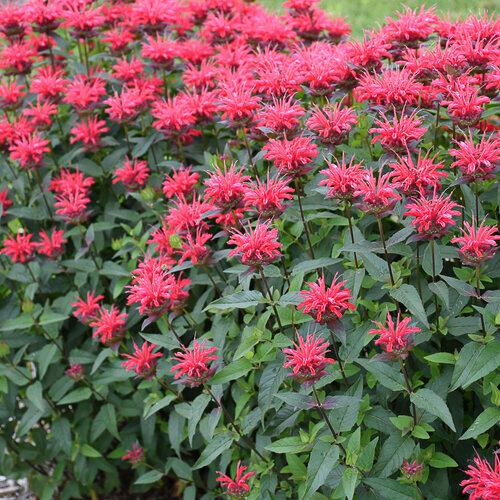Monarda Upscale® Red Velvet