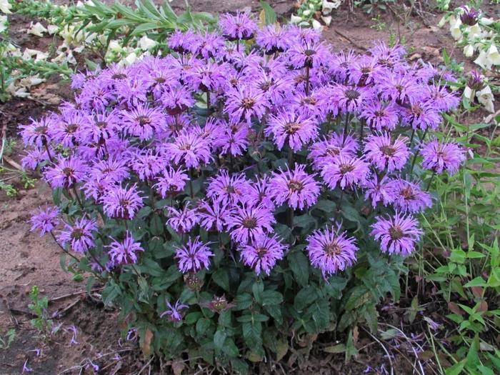 Monarda didyma Sugar Buzz® Blue Moon