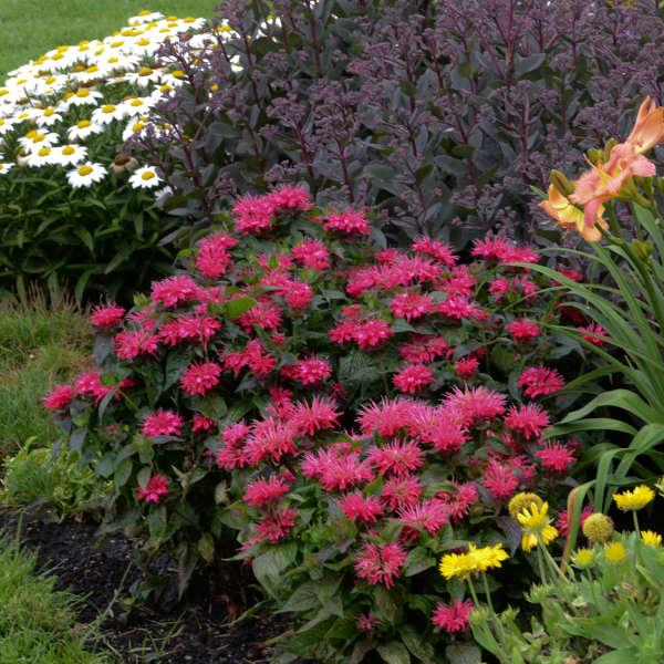 Monarda didyma Sugar Buzz® Cherry Pops