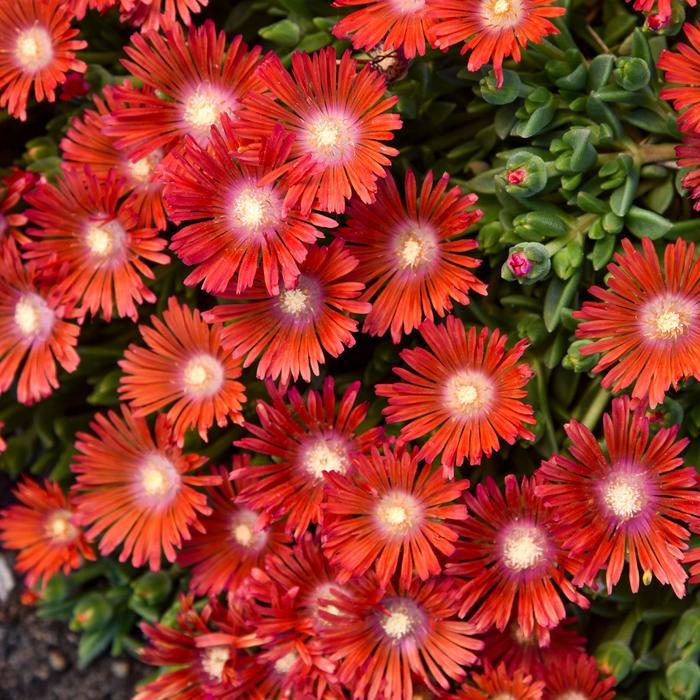 Delosperma Kaleidoscope™ Razzle Dazzle PPAF