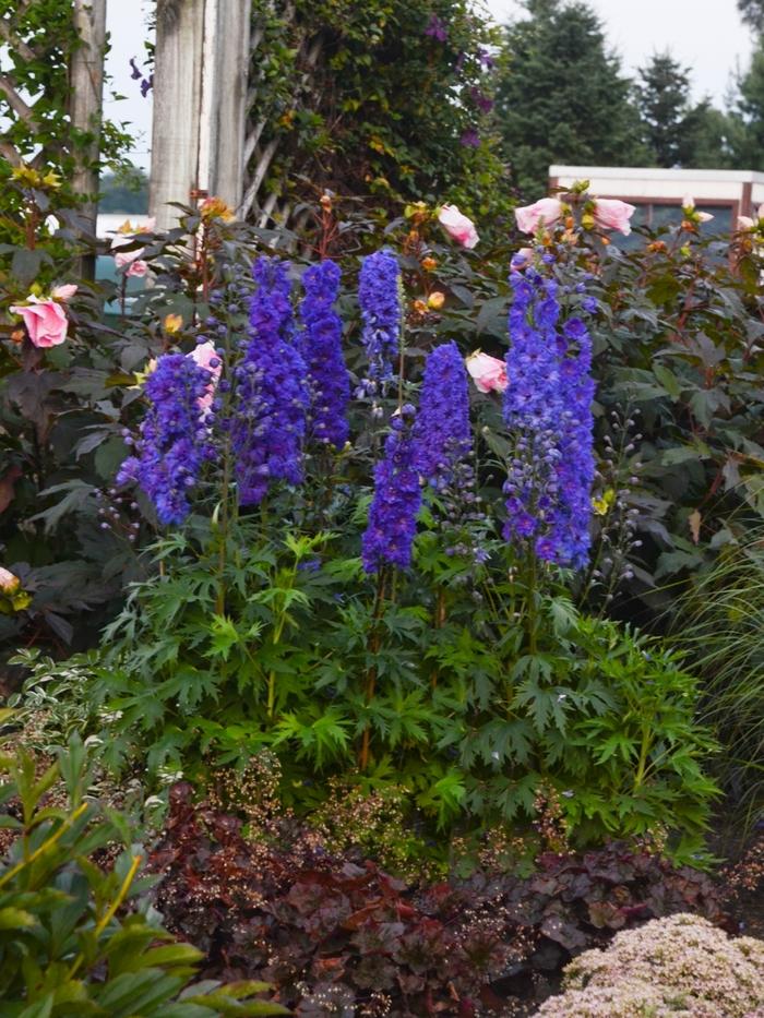 Delphinium New Millennium Pagan Purples