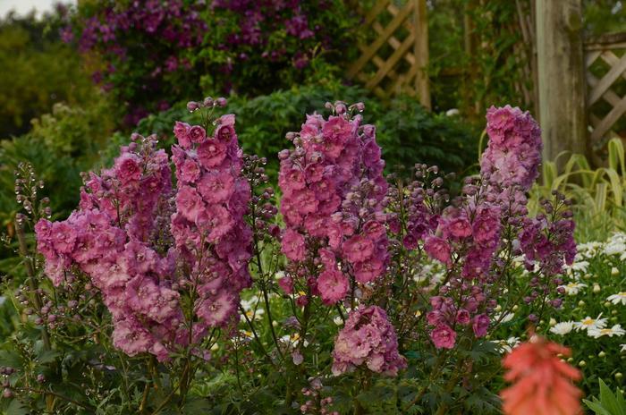 Delphinium New Millennium Pink Punch