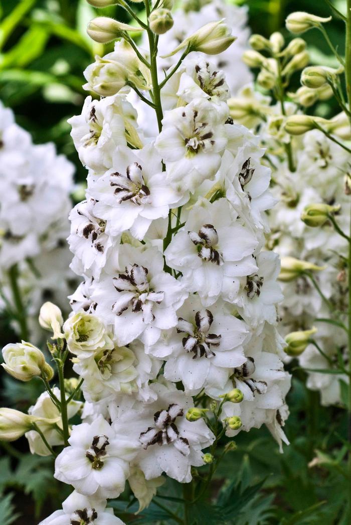 Delphinium New Zealand Black Eyed Angels