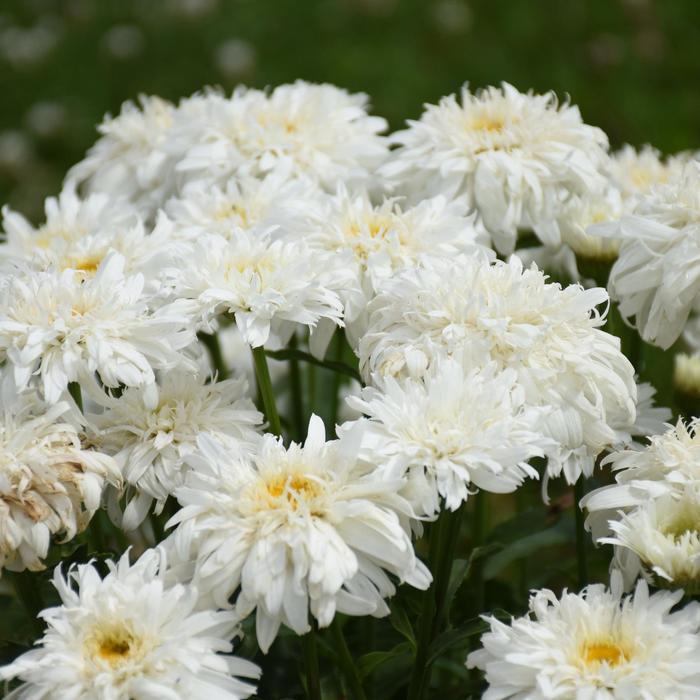 Leucanthemum Amazing Daisies® Marshmallow