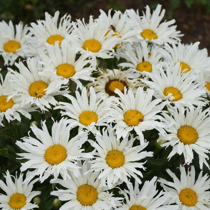 Leucanthemum Amazing Daisies® Spun Silk