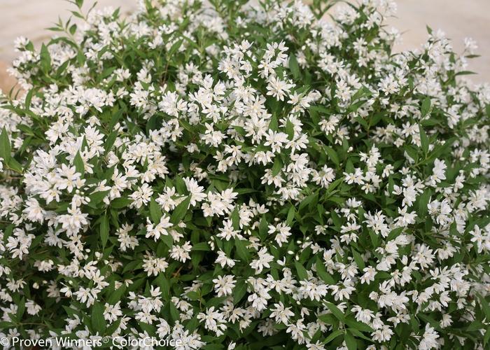 Deutzia Yuki Snowflake® PP25916