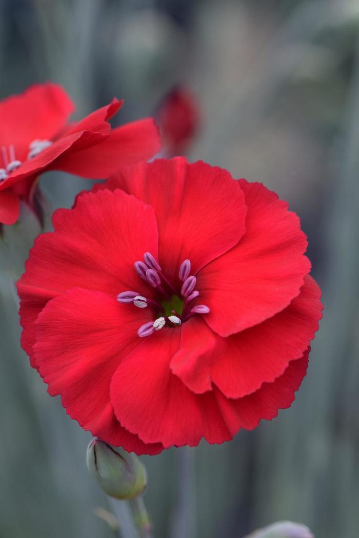 Dianthus American Pie® Cherry Pie