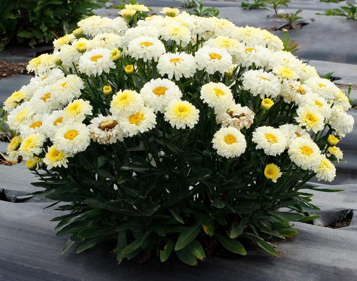 Leucanthemum x superbum Lemon Puff™ PP31455