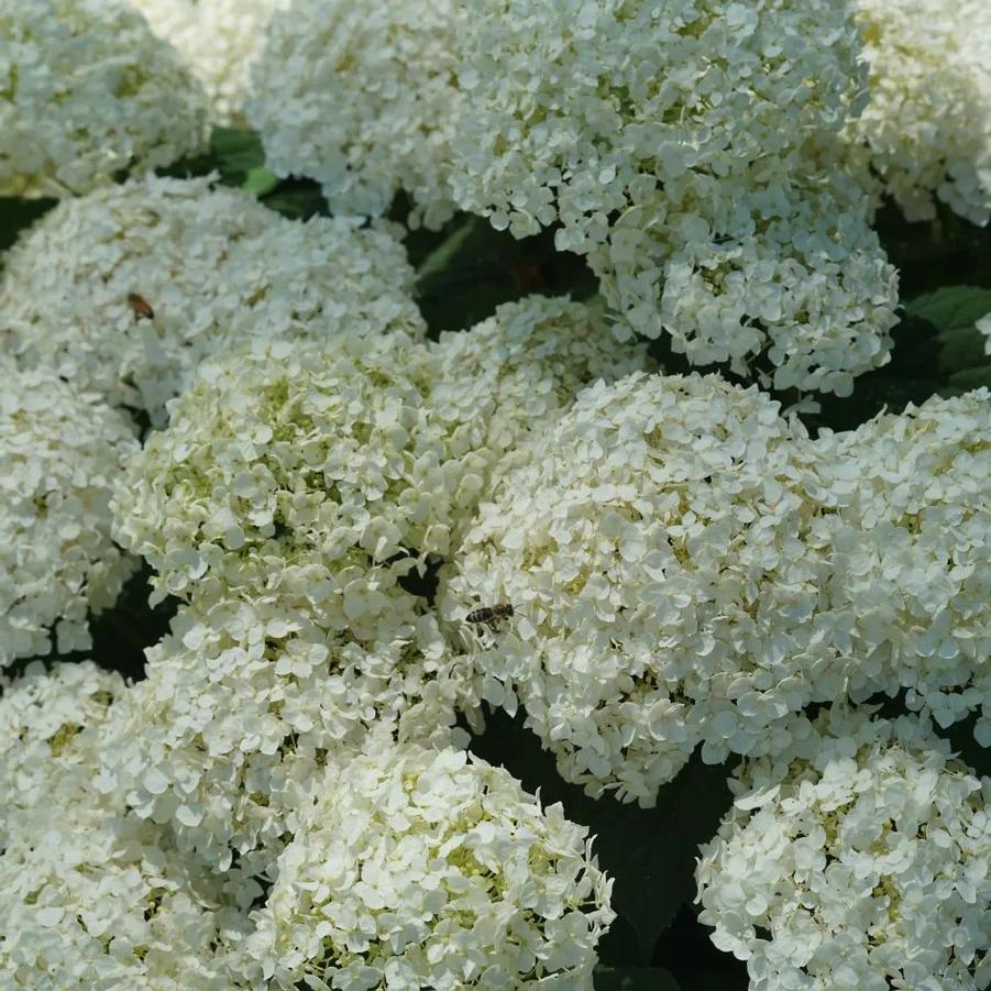Hydrangea arborescens Invincibelle Wee White® PP30296