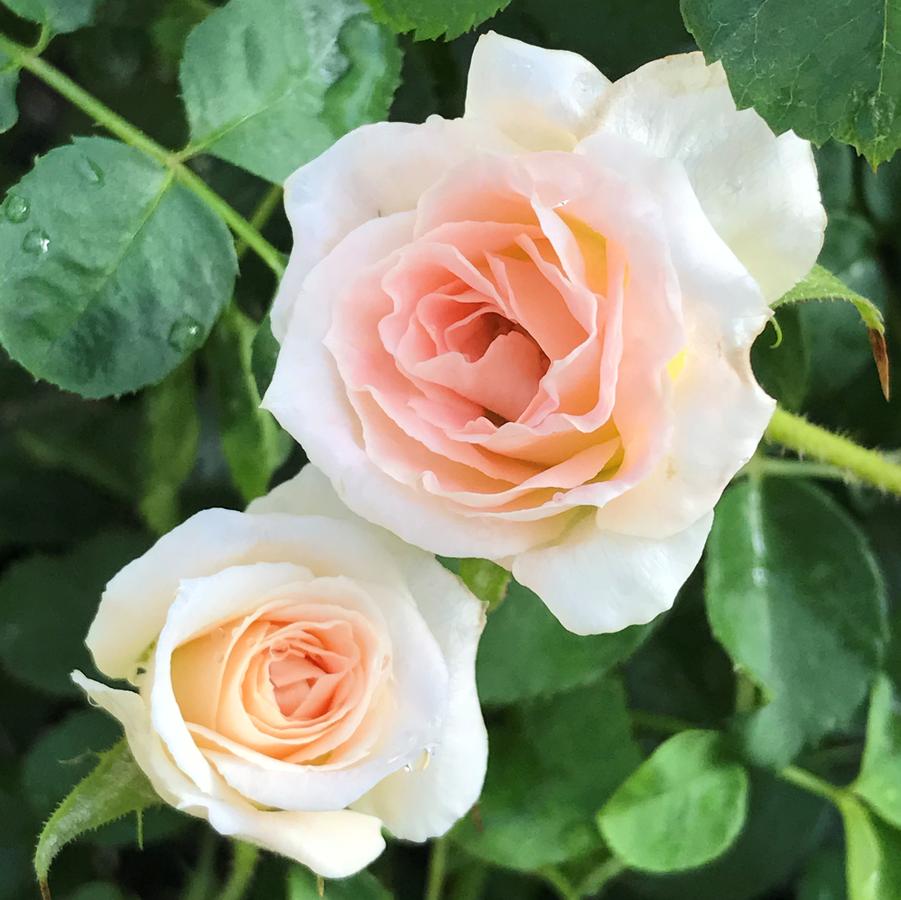 Rosa Climbing New Dawn