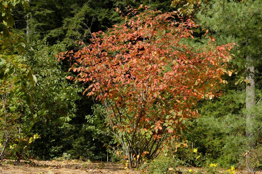 Amelanchier x grandiflora Autumn Brilliance