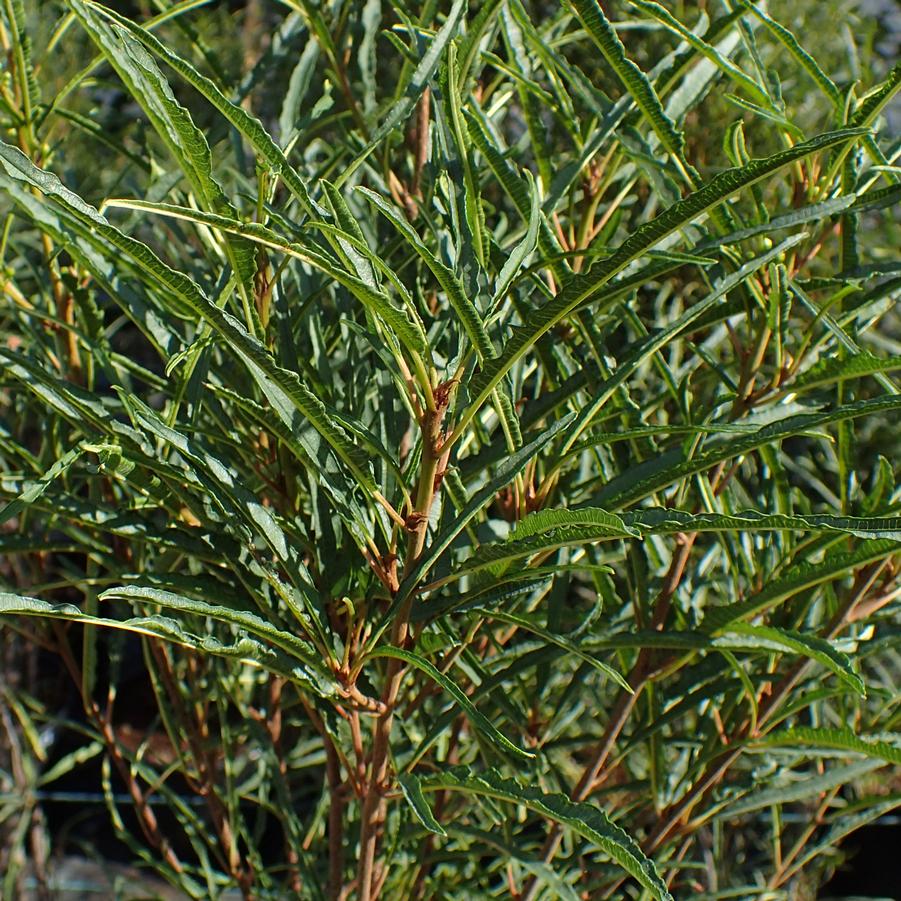 Rhamnus frangula Fine Line® PP32503