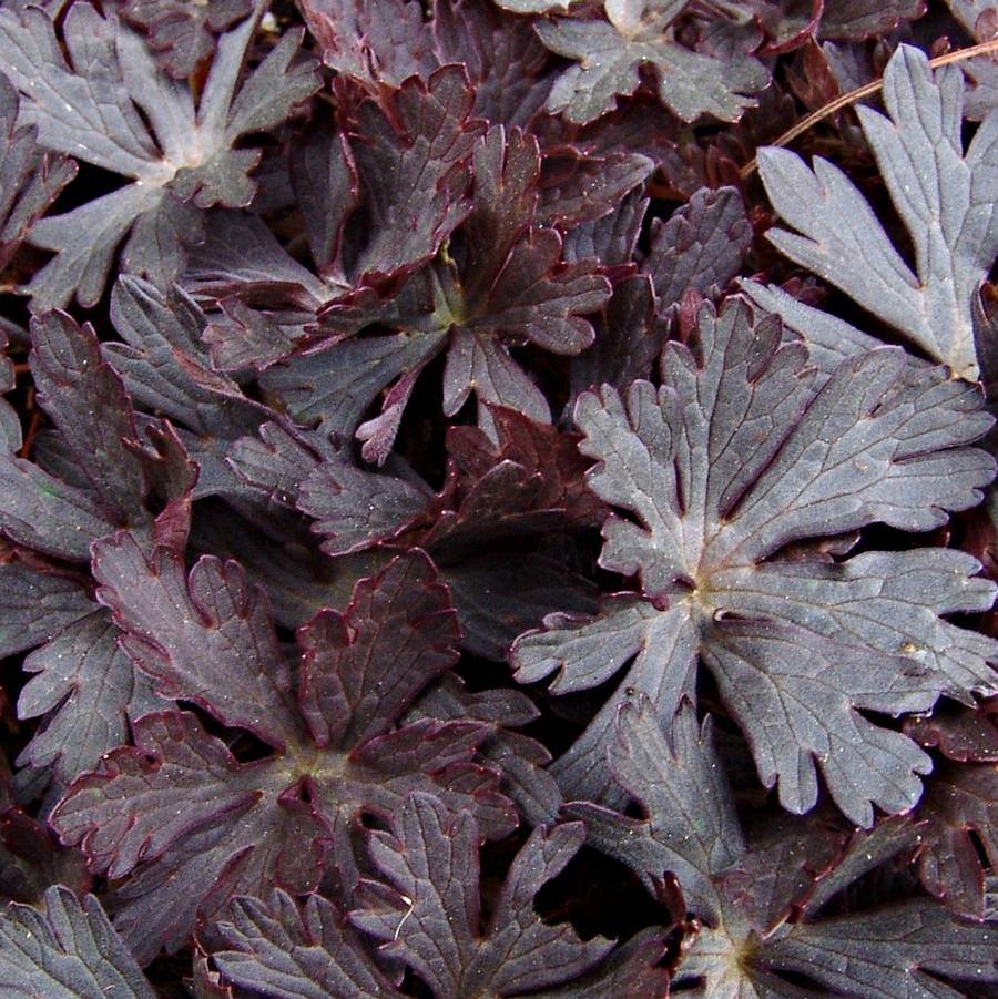 Geranium maculatum Espresso