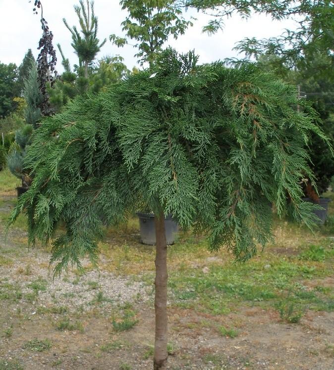 Microbiota decussata 