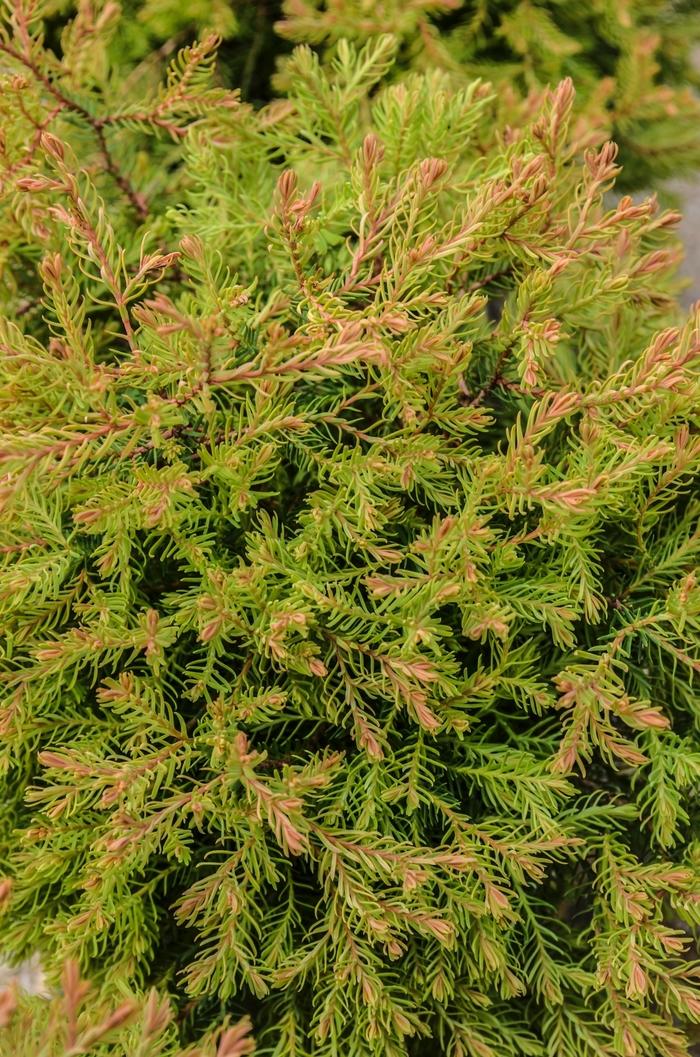 Thuja occidentalis Fire Chief™ PP19009