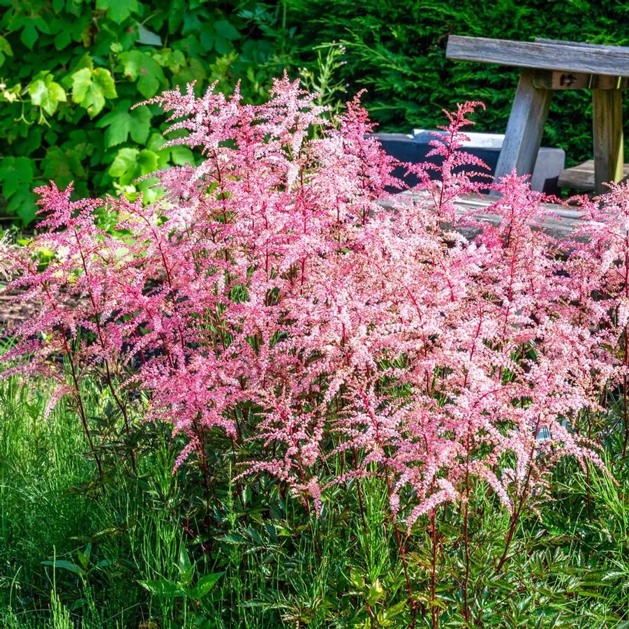 Astilbe simplicifolia Pretty in Pink